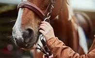 Equestrian – Luscombe Maye