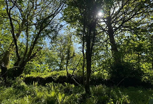 Milton Combe, Yelverton – Luscombe Maye