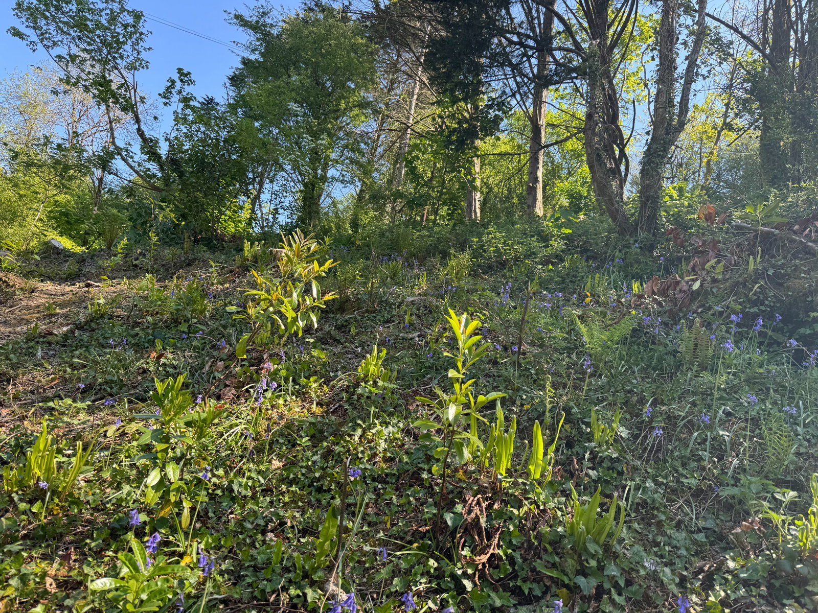 Milton Combe, Yelverton